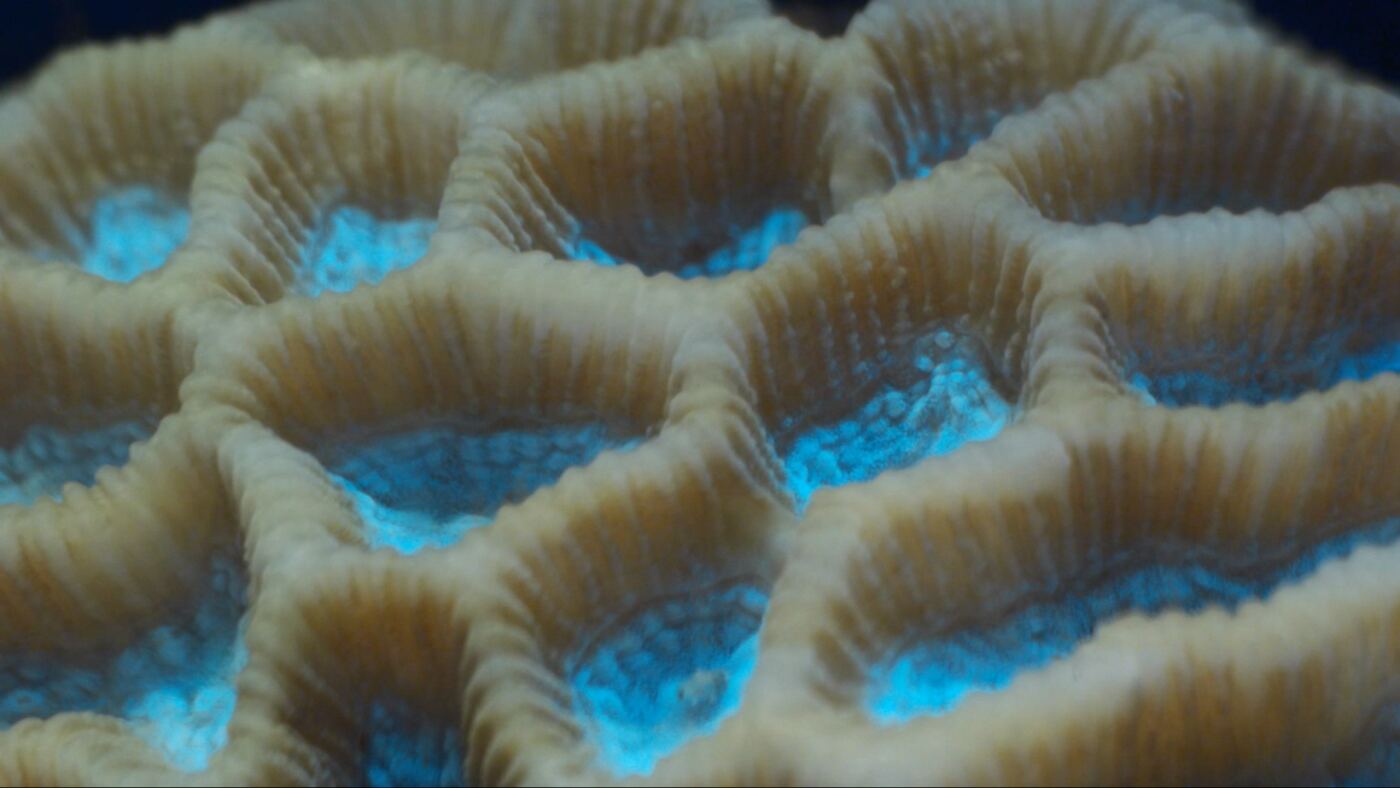 Microscope image of coral tissue showing blue fluorescence